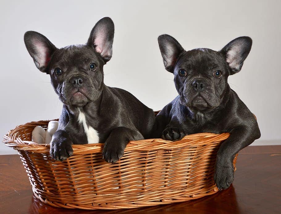 Is Cloning A Dog Possible? Feasibility & Ethical Considerations
