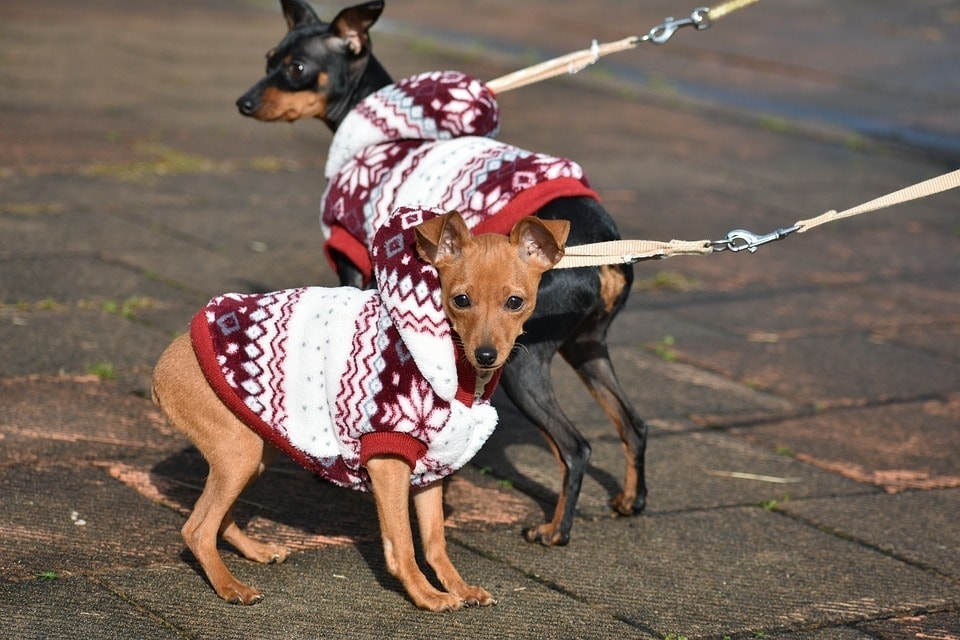 18 DIY Dog Clothes & Patterns You Can Make Today (With Pictures)