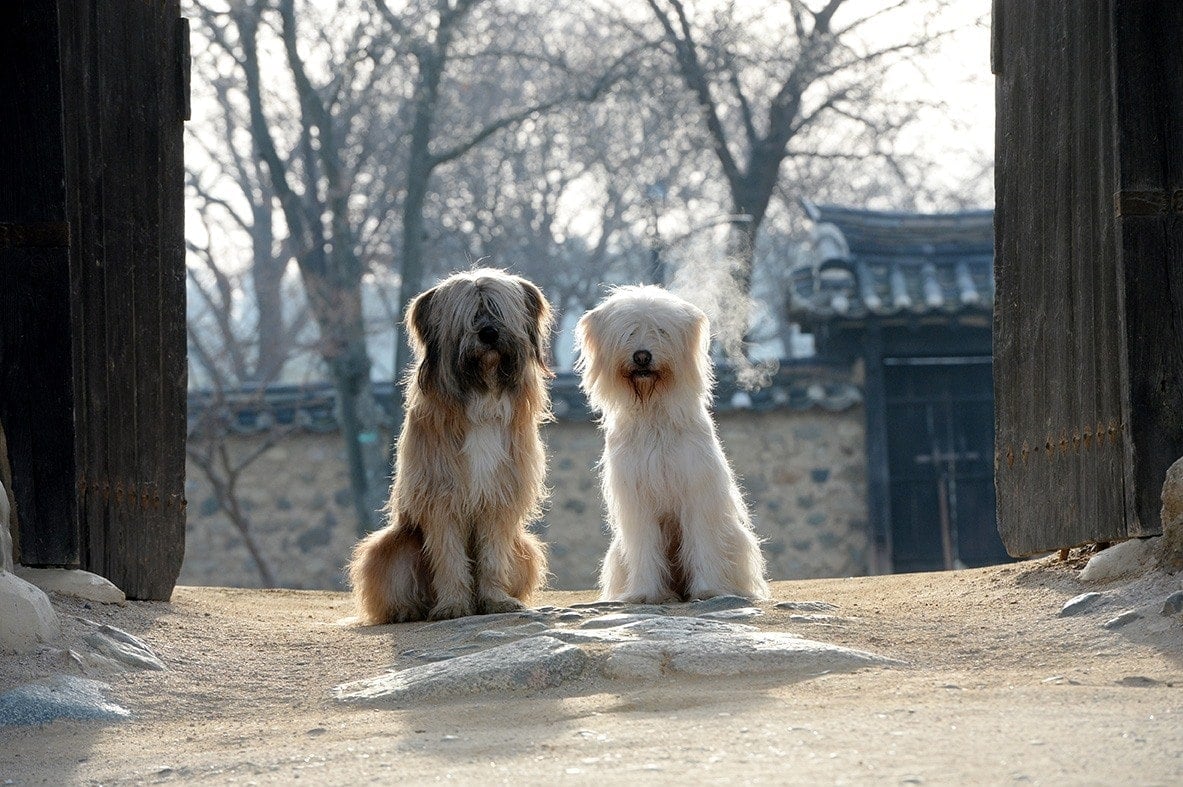 8 Types of Dog Coats & Their Differences (With Pictures)