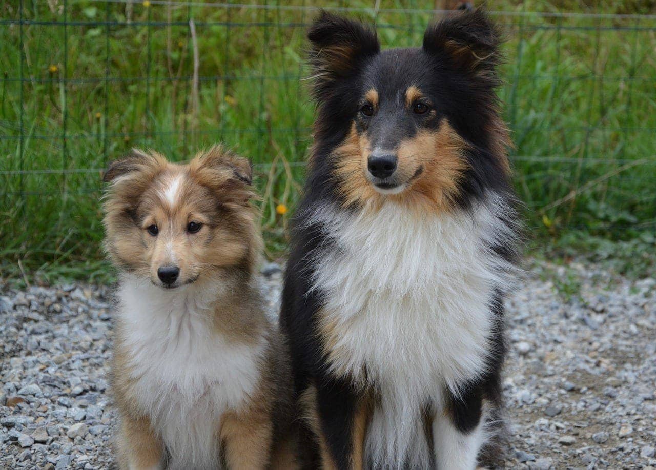 Breeding Father to Daughter Dogs: Vet-Reviewed Risk, Ethics & Mortality Rates