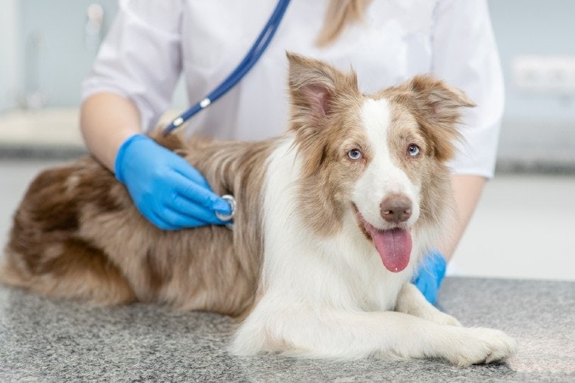 Are Dog Heart Murmurs Genetic? Vet-Reviewed Types, Grades & FAQ