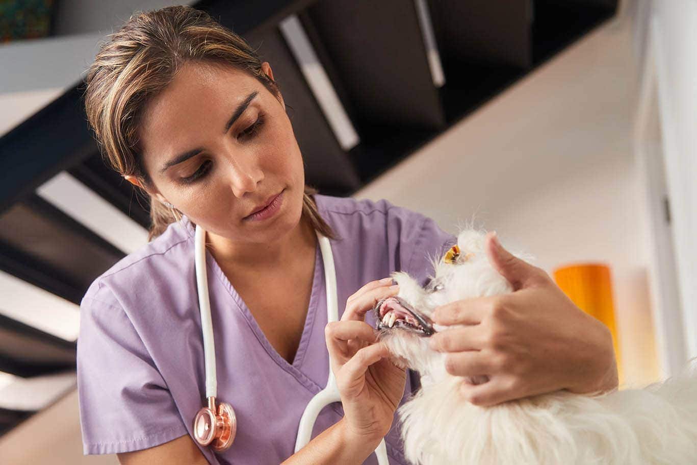 My Dog Has Pale Gums, What Should I Do? Our Vet Explains