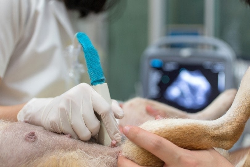 Ask a Vet: Puppy Absorption (Canine Fetal Resorption): 2026 Guide