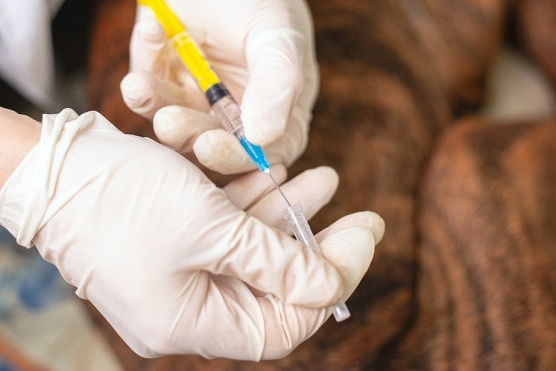 Can a Dog Take Metronidazole Without Food? (Vet Answer)