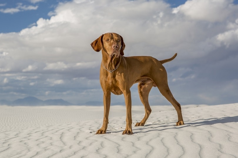 How Much Does a Vizsla Cost? 2026 Price Guide