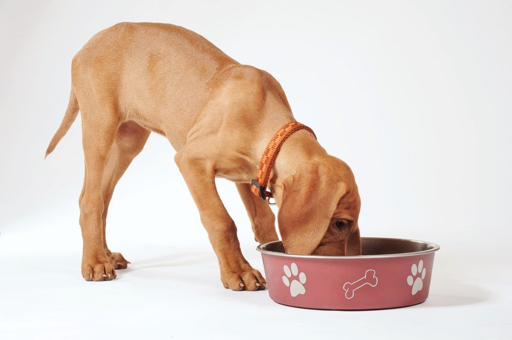 Dog Feeding Guide: Daily Food Chart