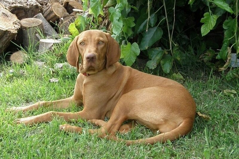 When Does a Vizsla Go into Heat? Vet Reviewed Signs & Tips
