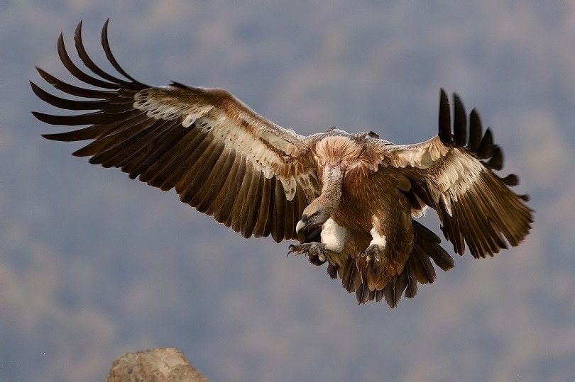 How to Protect Your Dog From Hawks, Owls & Other Birds of Prey