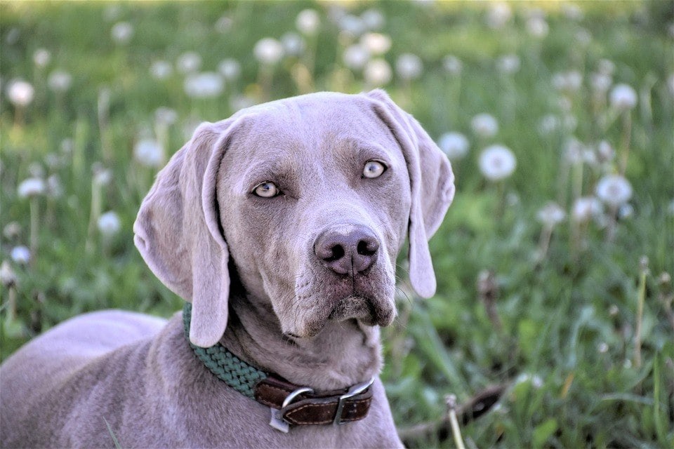 Weimaraner Dog Breed Info: Pictures, Personality & Facts