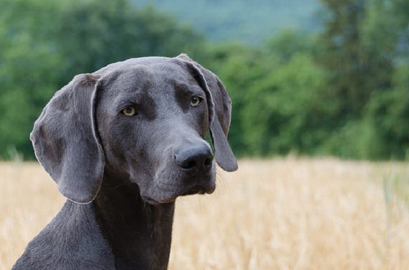 25 Gray Dog Breeds (With Pictures)
