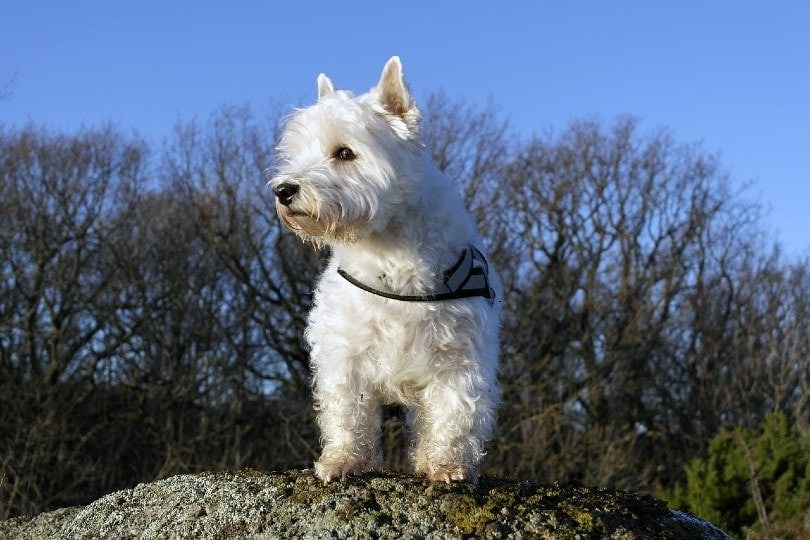 10 Incredible Westie Facts You'll Love to Learn