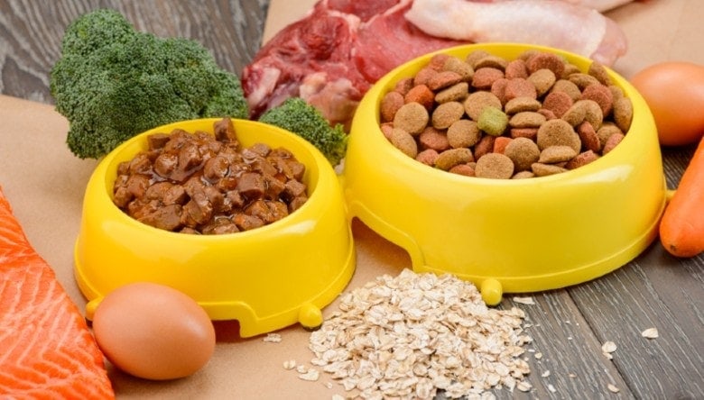 Insect-Based Dog Food: Vet-Reviewed Facts & FAQ