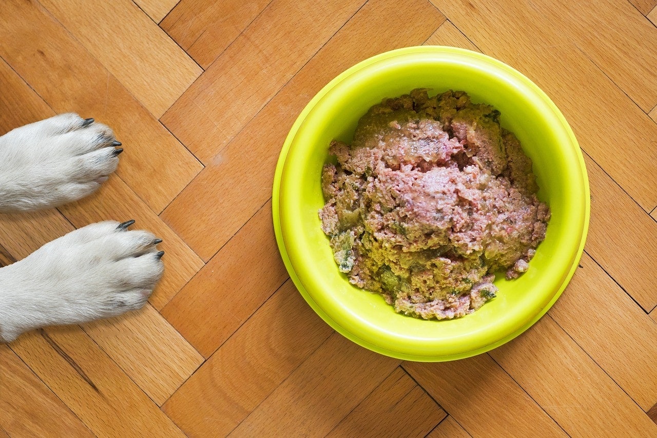 10 Best Wet Dog Foods in Canada – 2026 Reviews & Top Picks