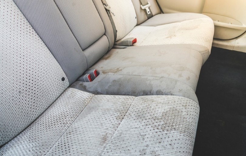 How to Get Dog Pee Smell & Stains Out of Your Car: Step-by-Step Instructions