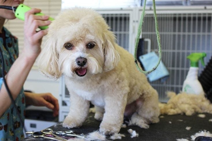 Does Shaving a Dog Help with Shedding? Vet-Reviewed Facts & Tips
