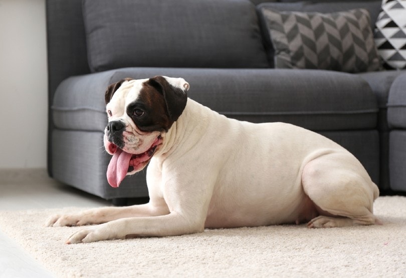 Are Boxers Good Family Dogs? Pros & Cons