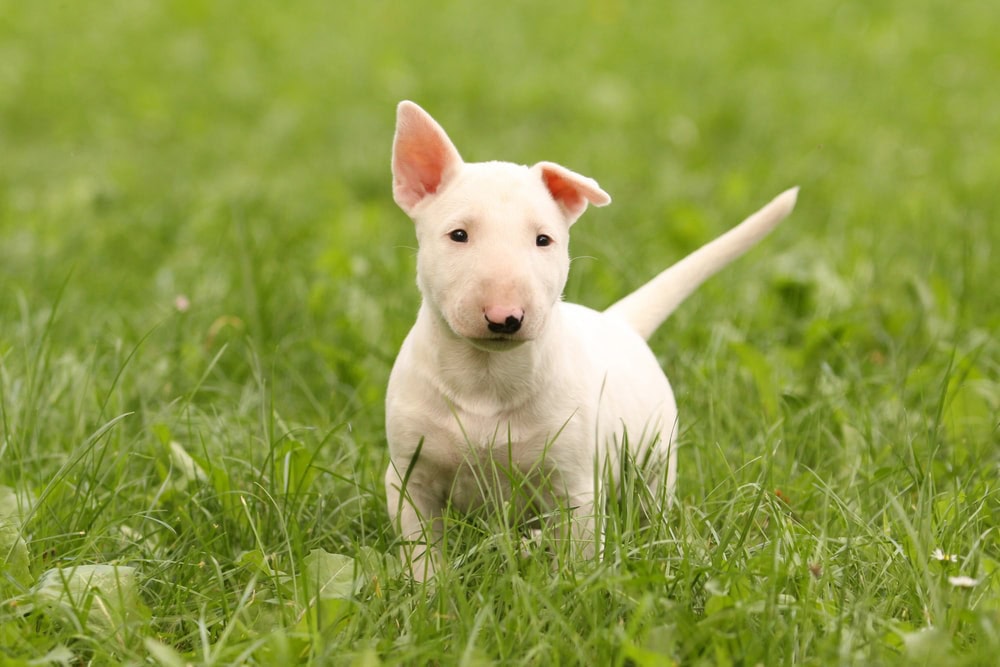 Puppy Care 101: Information Sheet for a Healthy Pup