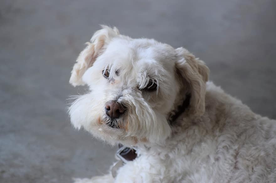 Boxerdoodle (Boxer & Poodle Mix): Info, Pictures, Characteristics & Facts