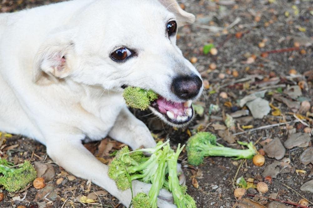 7 Foods High in Vitamin K for Dogs: Vet Reviewed Advice & FAQ