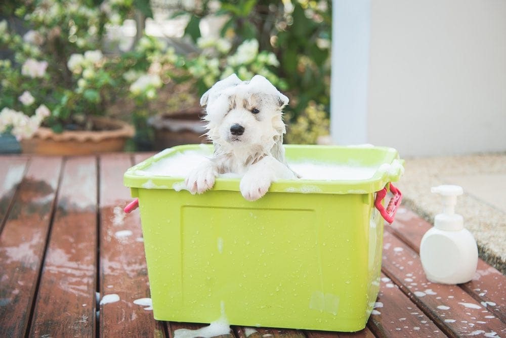 white dog in bath with soap