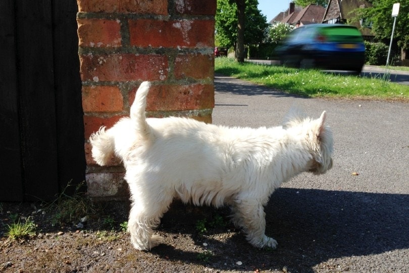 How to Get Dog Pee Smell Out of Brick: 5 Proven Methods