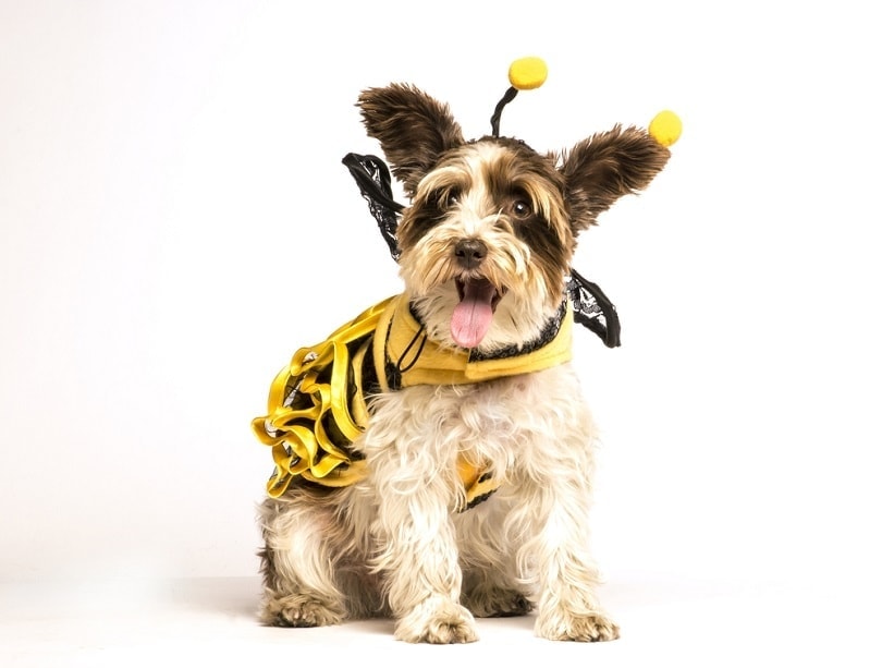9 Best Costumes for Dogs (Small & Large Breeds) in 2026 - Reviews & Top Picks