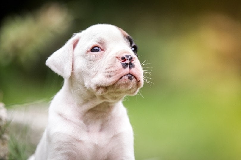 white little puppy boxer in the garden