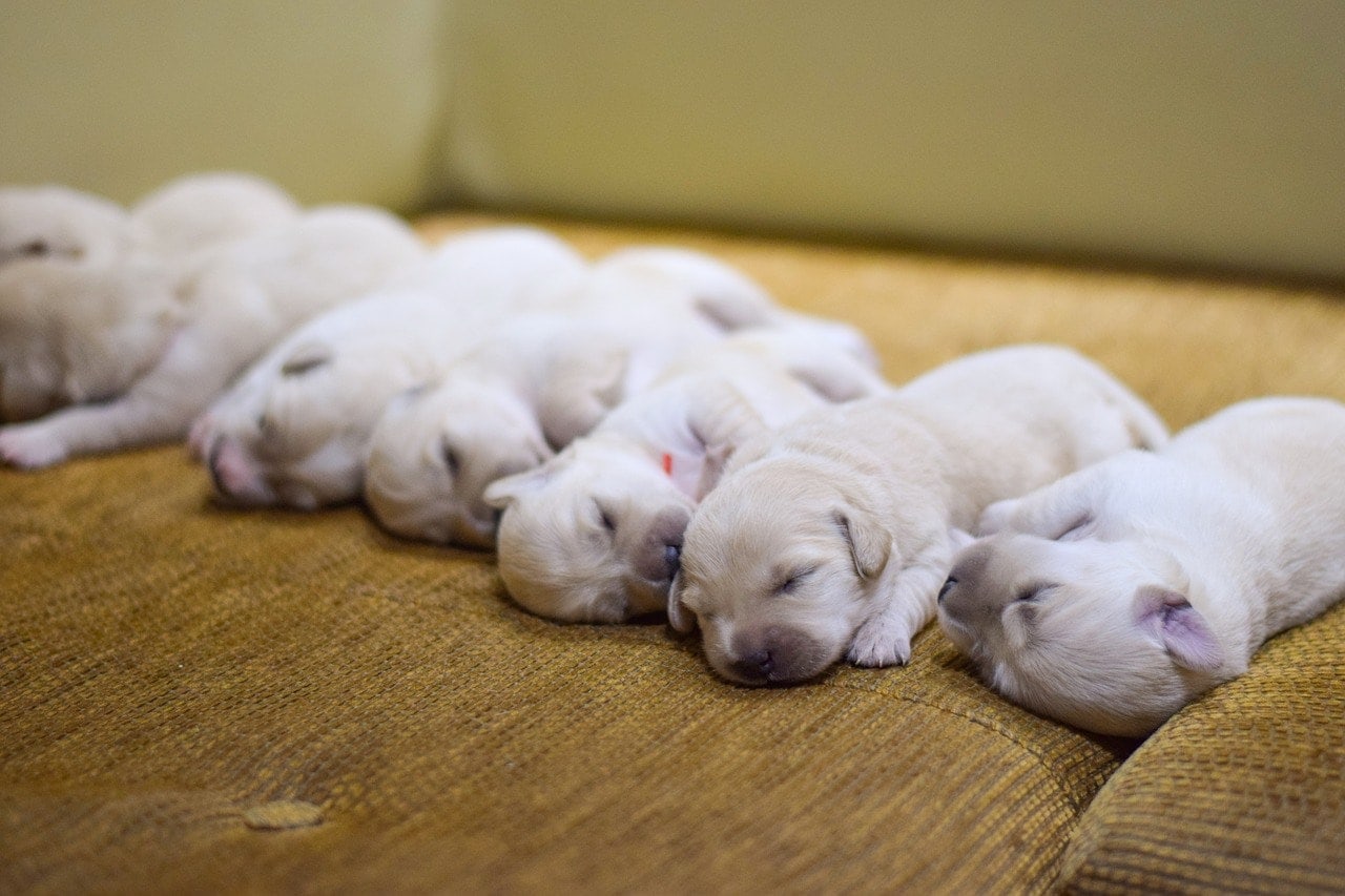 What Is the Runt of the Dog Litter? Meaning, Myths, & Vet-Approved Facts