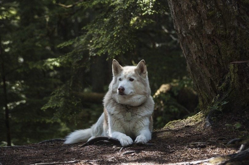 Top 10 Oldest Dog Breeds in the World (With Info & Pictures)