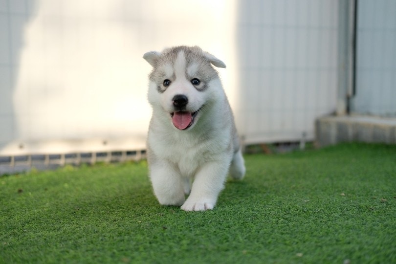 When Can You Start Running With a Puppy? Vet-Approved Tips