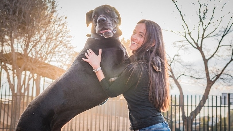 Are Great Danes Good Family Pets? The Surprising Answer!