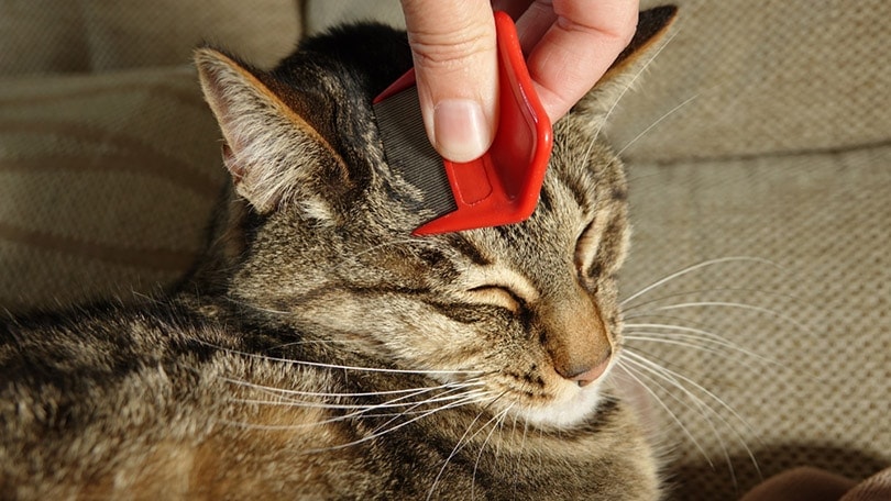 Can Cats Get Lice from Humans? Vet-Approved Facts & FAQ