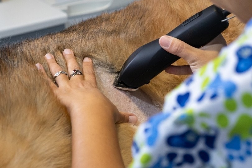Should You Cut or Shave Your German Shepherd’s Hair?