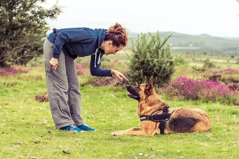 How Long Does It Take to Train a Dog? Vet-Reviewed Facts & Tips