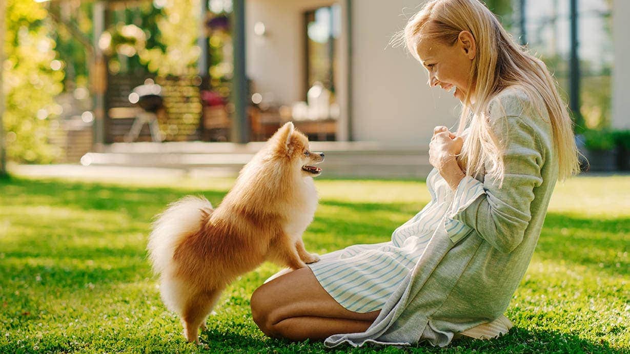 9 Dog Breeds That Look Like Pomeranians (With Info & Pictures)