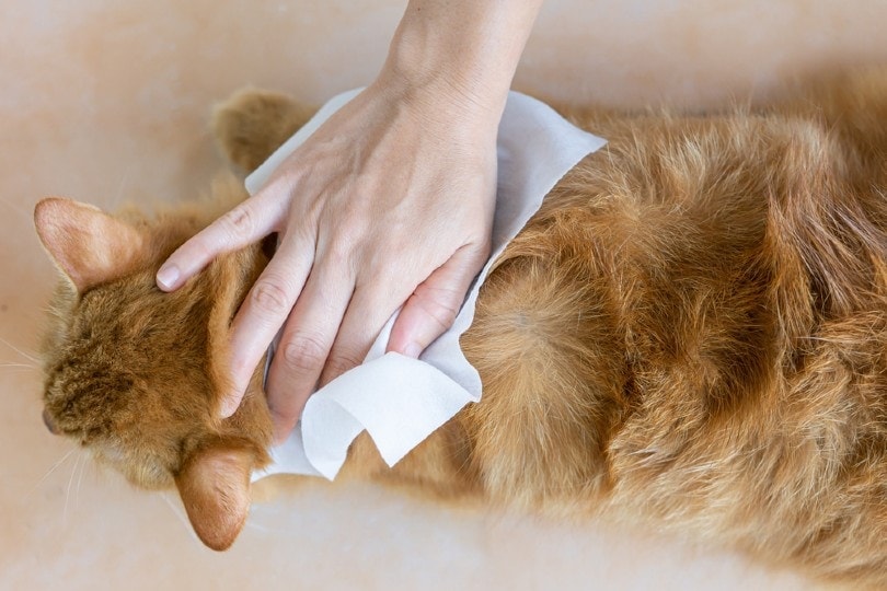 How to Make Homemade Cat Wipes (4 Methods)