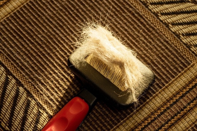 wool pet pile with grooming remove tool on a textile furniture