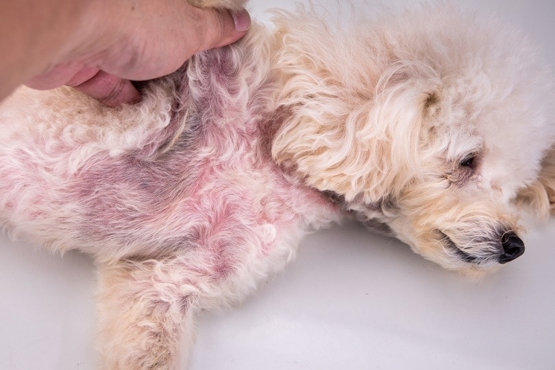 Yeast Infections In Dogs: Cause, Signs & Care (Vet Answer)