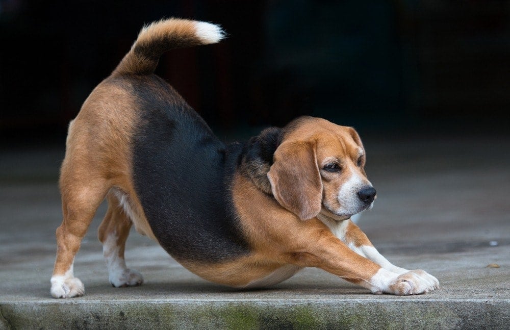 Top 10 Most Stubborn Dog Breeds (With Info & Pictures)