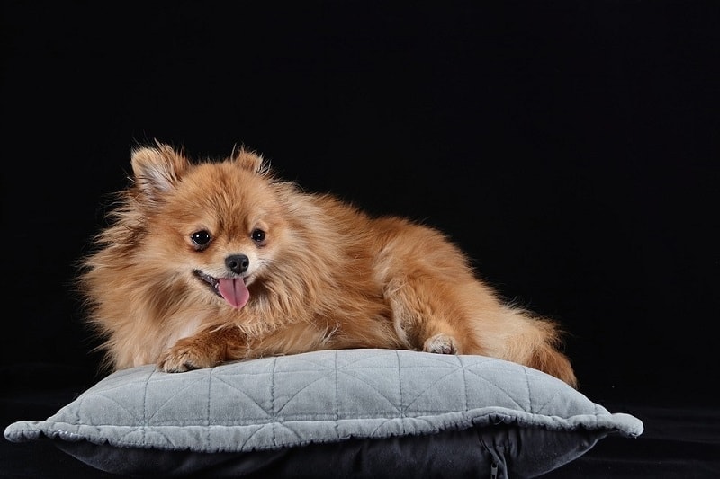 pomeranian