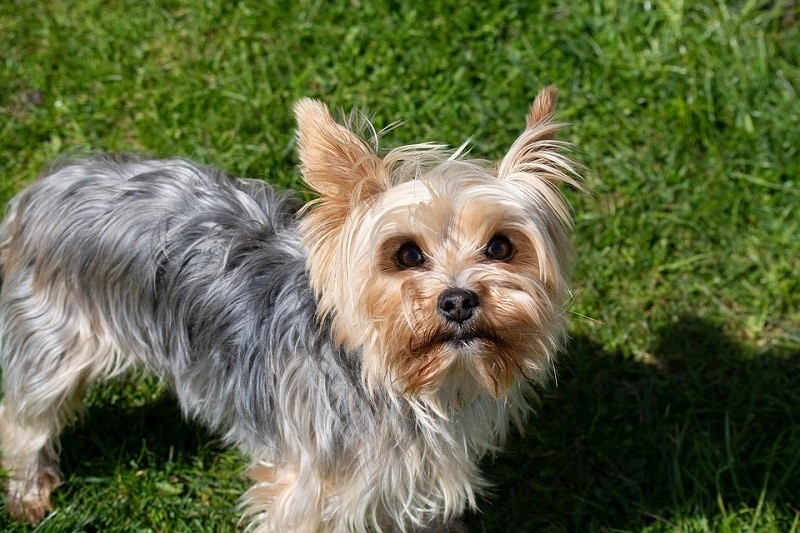 9 Yorkie Colors & Markings (With Pictures & Chart)
