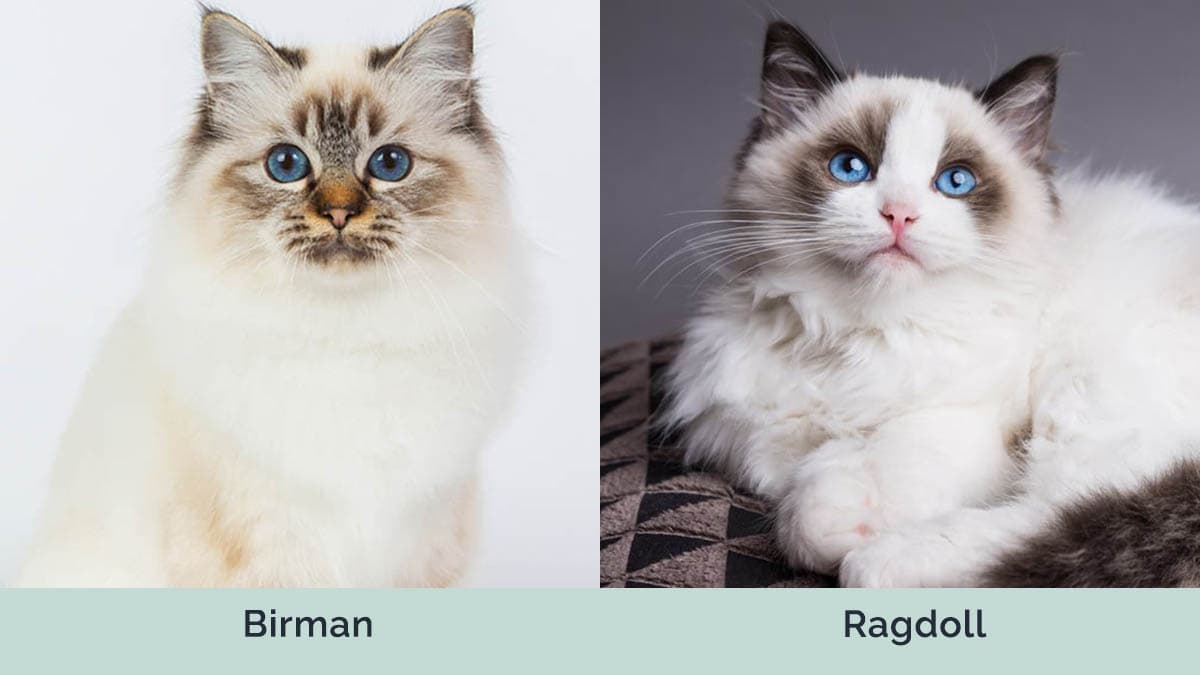 Birman vs Ragdoll side by side
