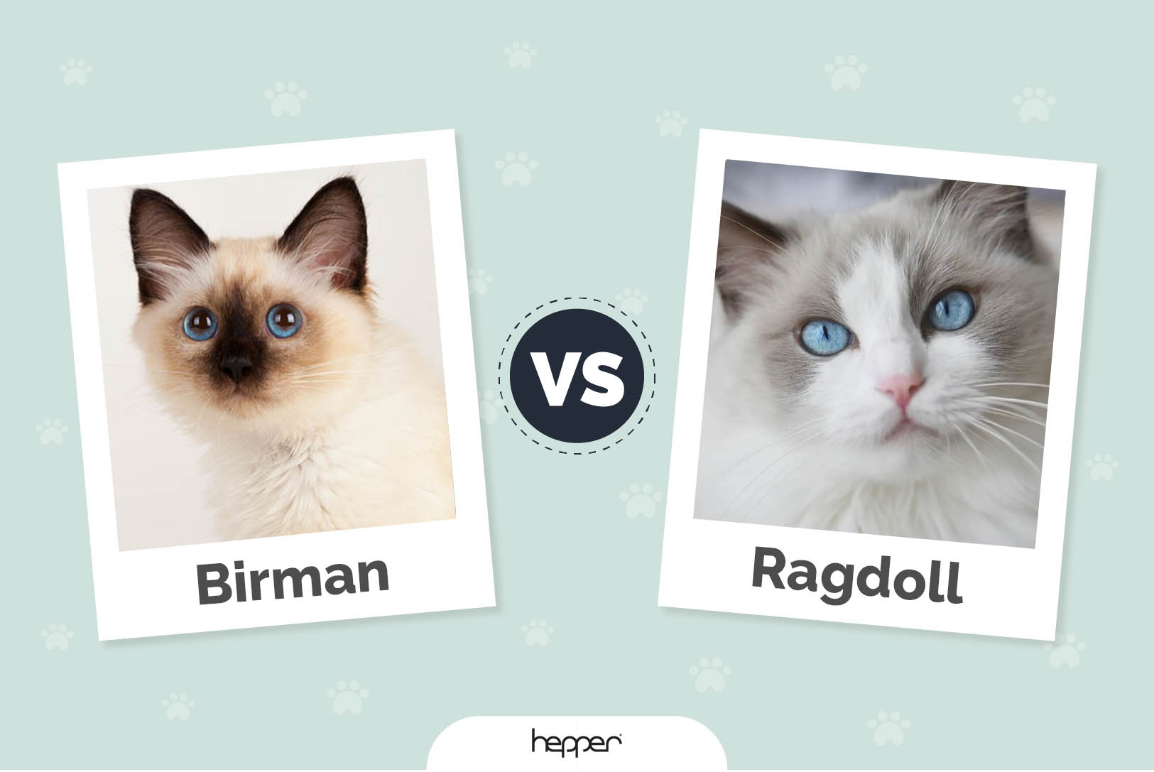 Birman vs Ragdoll Cats: The Differences (With Pictures)