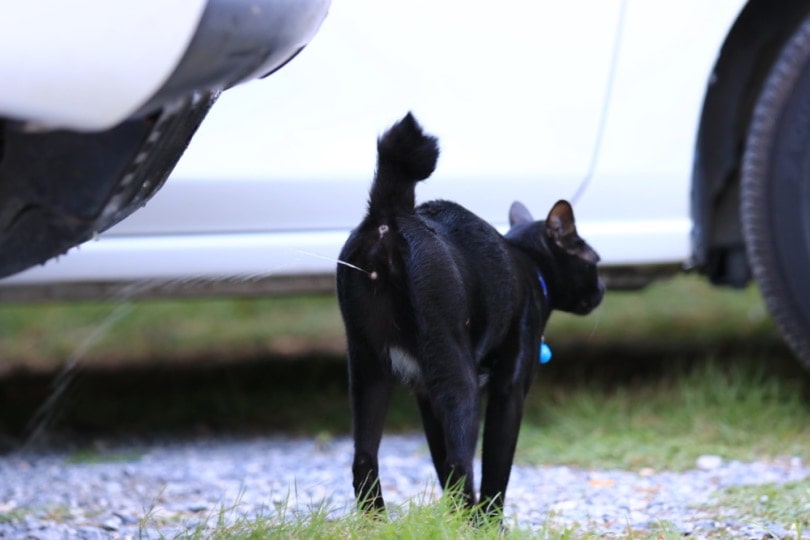 Do Neutered Cats Still Spray? Feline Biology Explained (Vet Answer)