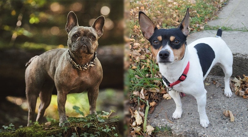 French Bull Rat Terrier (French Bulldog Rat Terrier Mix): Info, Pictures, Temperament & Traits