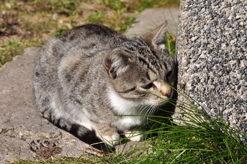 Why Is Your Cat Suddenly Sniffing Everything: 5 Vet-Approved Reasons