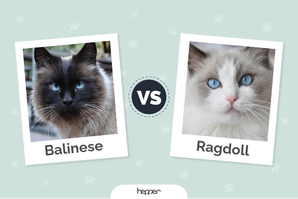 Balinese vs Ragdoll Cats: The Differences (With Pictures)