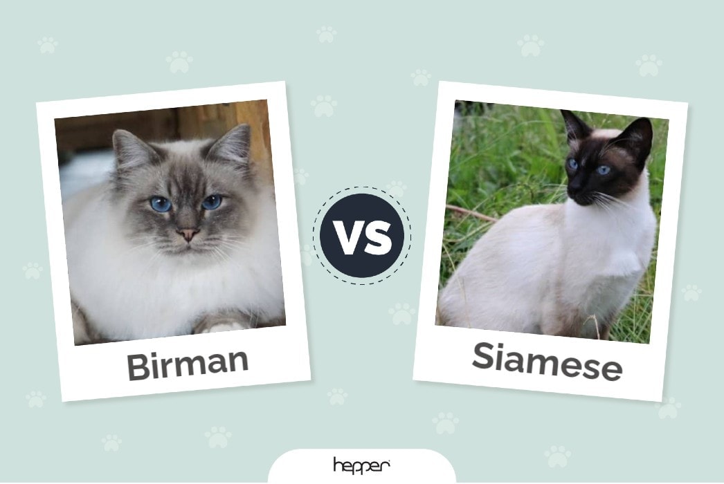 Birman vs. Siamese Cats: The Differences (With Pictures)