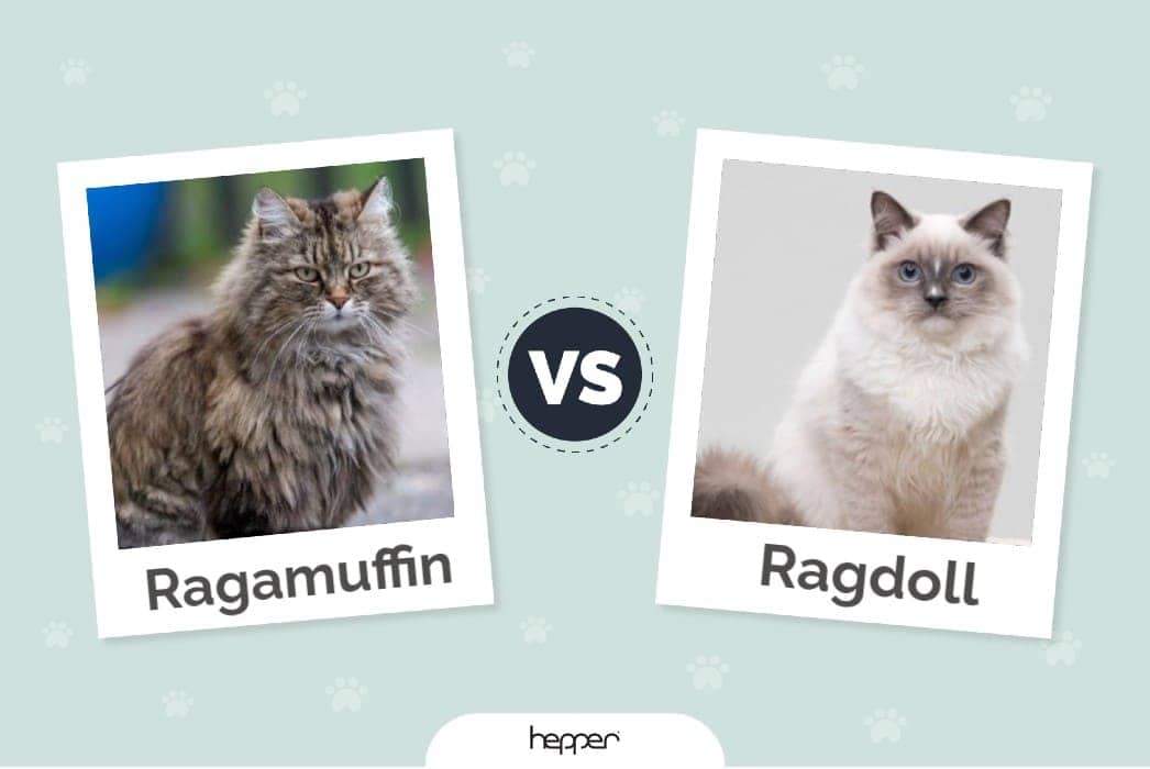 Ragamuffin vs. Ragdoll Cats: The Differences (With Pictures)