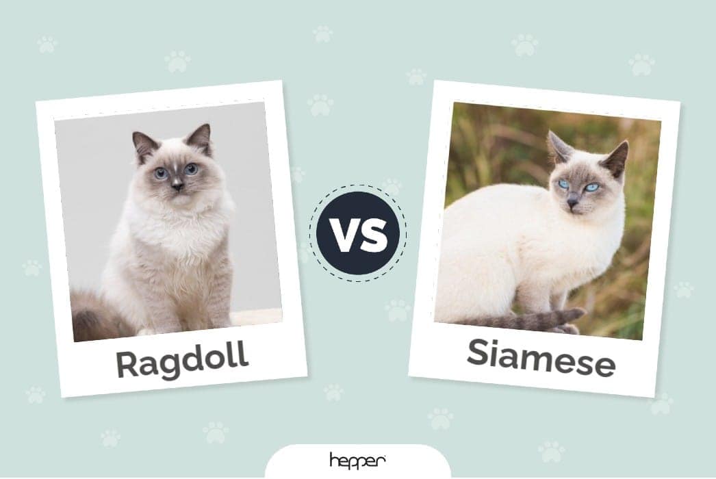 Ragdoll vs Siamese Cats: The Differences (With Pictures)